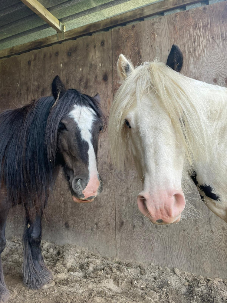 Lower Morden Equestrian Centre Picture