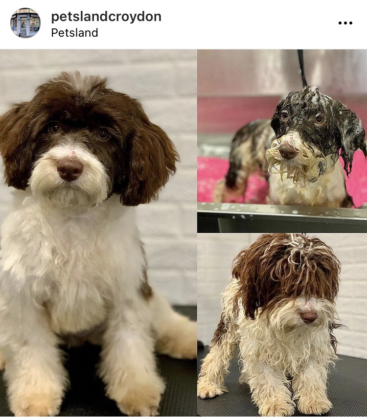 Petsland Picture