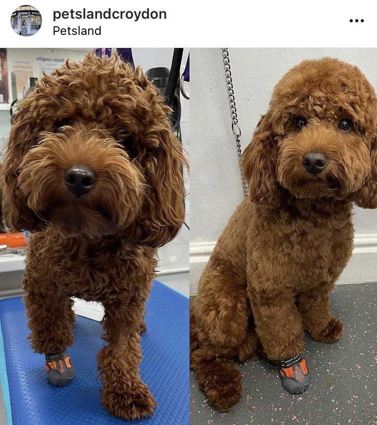 Petsland Picture