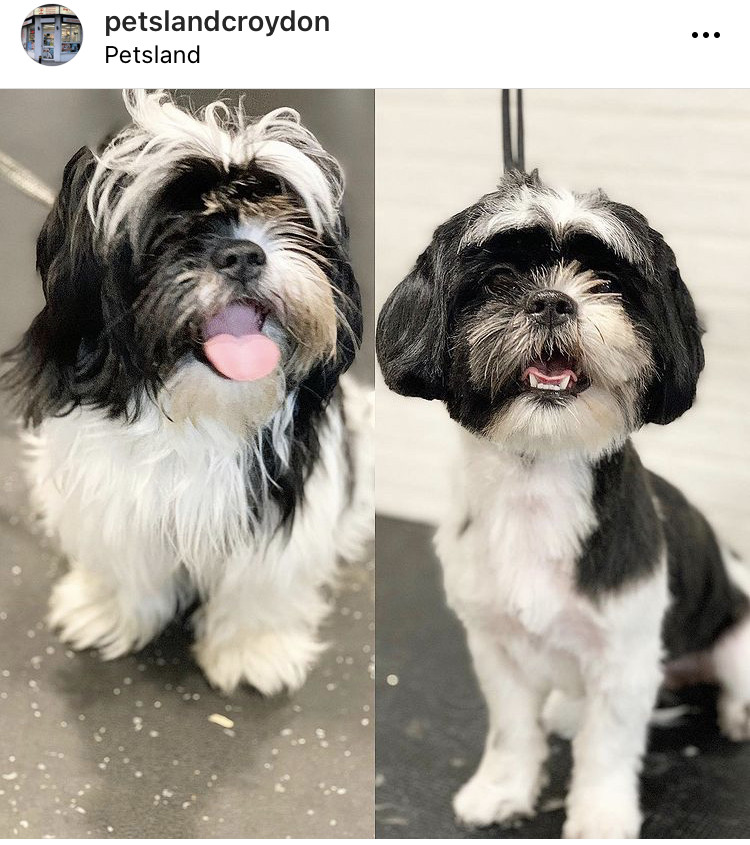 Petsland Picture