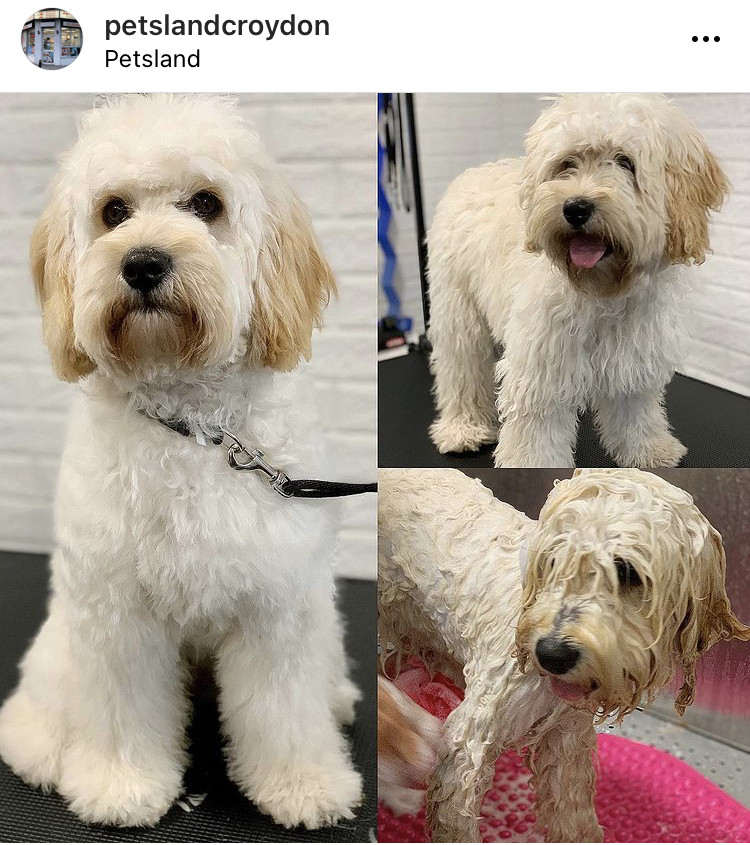 Petsland Picture
