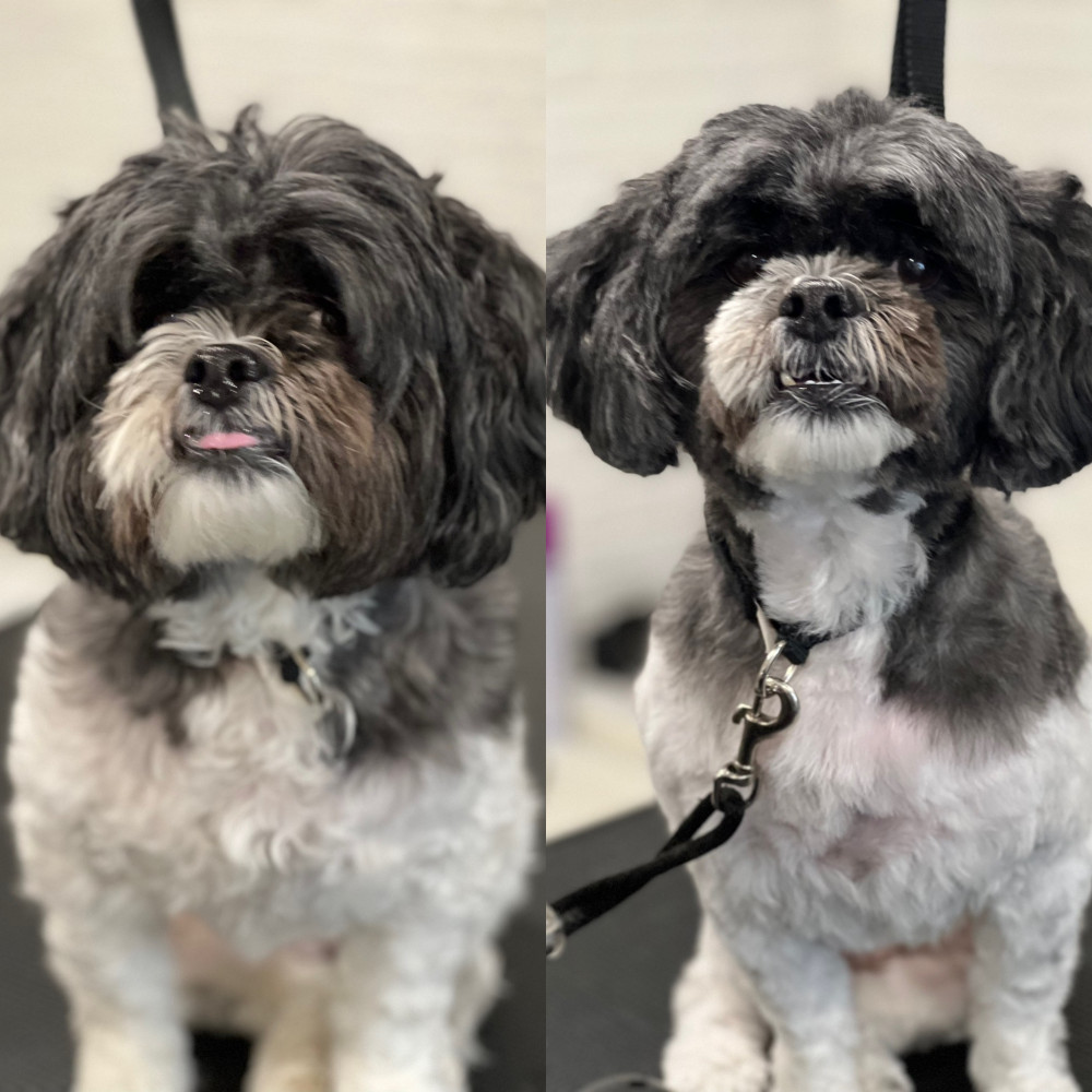 Petsland Picture