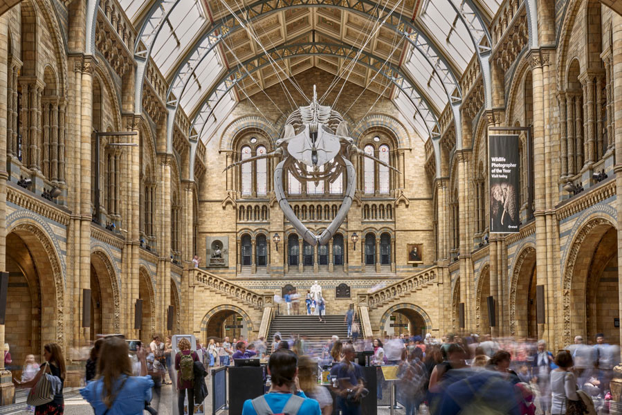 Natural History Museum Picture