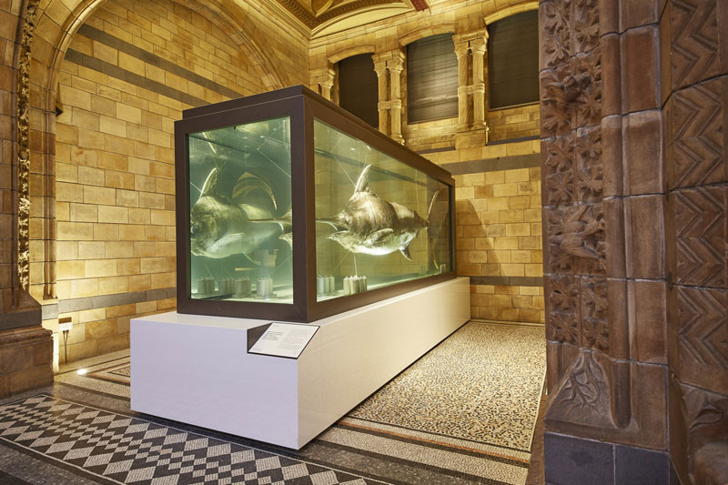 Natural History Museum Picture