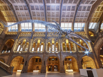 Natural History Museum image