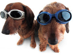 London's best shops for dogs picture