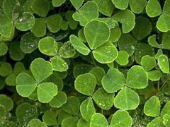 St Patrick's Day in London image