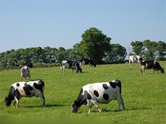 Protests grow against proposed 8,100 Lincolnshire dairy cow ‘battery’ farm image