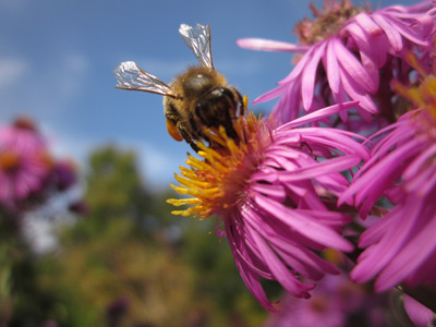 Chelsea Physic Garden scoops 5 of the best at the London Honey Show!  image
