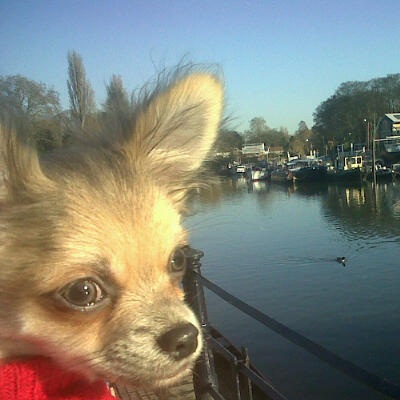 Weekend walk in Whitton and at Twickenham Riverside image