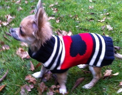 Shopping at Pet Kingdom and Pet Spa at Harrods image