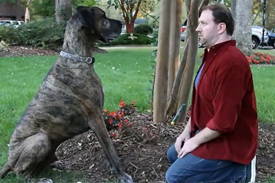 American Superbowl adverts go dog crazy image