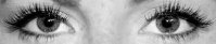 Luscious Holiday Lashes  image