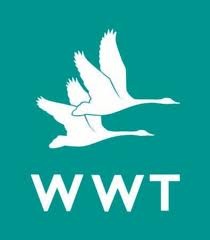 Braving the Big Bat Walk at WWT’s London Wetland Centre, Barnes image