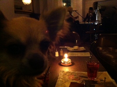 London Dog Blog - Free music at The Marble Hill in Twickenham image
