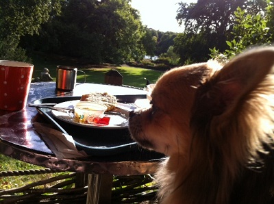 Dog Blog – Hollyhocks tree house café with Richmond river views image