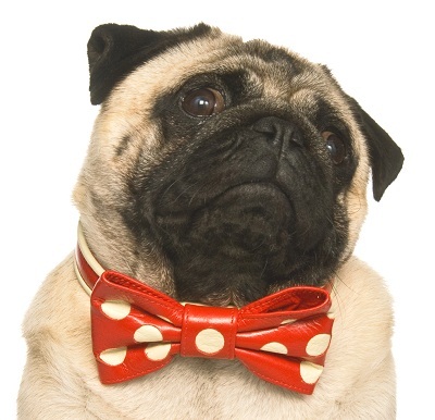 Holly & Lil’s Collar Couture and dog-friendly Bermondsey map image