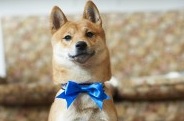 NOAH guide to make your own designer dog collar image