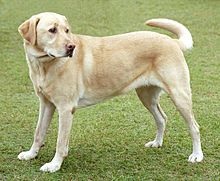 Do you own one of the top 20 breeds of dog? image