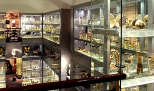 Kids in London – The Hunterian Museum at the Royal College of Surgeons image