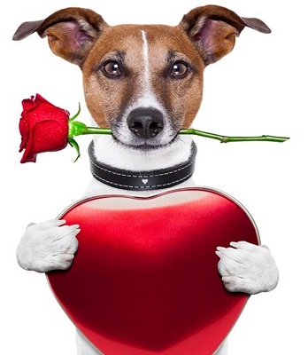Valentine’s Dog Walk – for All Dogs Matter image