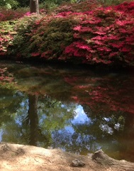 London Dog Blog: The colour of summer – Isabella Plantation at Richmond Park image