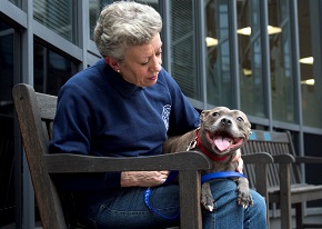 Give a dog a home – Behind the scenes at Battersea Dog Home image