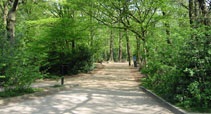 London Dog Blog – Highgate Woods image