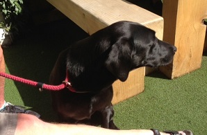 Dogs in London – The Woolpack and dog-friendly Bermondsey image