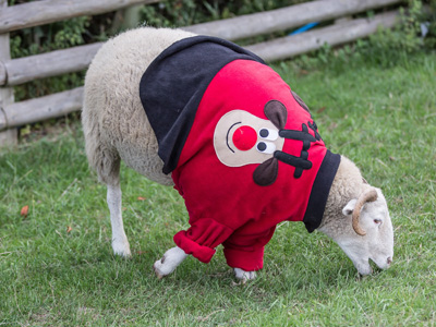 Fashion-forward sheep support Christmas Jumper Day  image