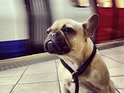 Tube Etiquette for Dogs image