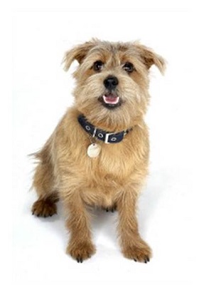 For the love of dog - Putney's doggie spa, deli and boutique image