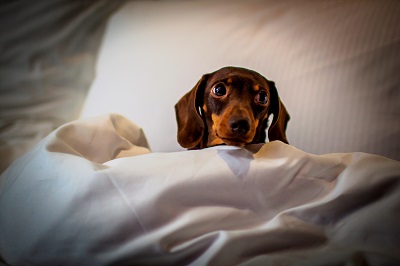 London DogBlog – Dog friendly hotels in London image