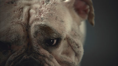 London Dog Blog – Battersea Dogs Home “End backstreet breeding” campaign image
