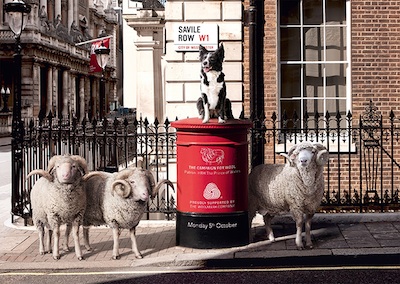 Sheep on The Row for Wool Week image