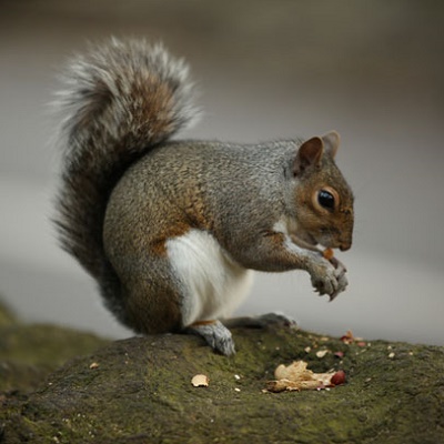 Would you eat a squirrel? image