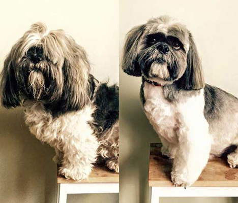 Holly&Lil The Groomers image