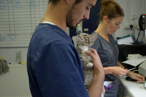 Hornsey Vets image