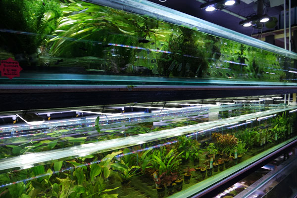 Aquarium Plants