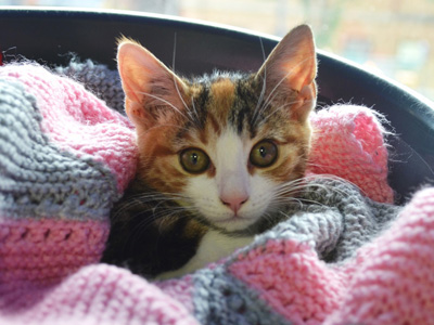 Battersea Dogs & Cats Home image