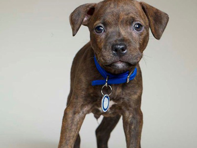 Battersea Dogs & Cats Home Picture