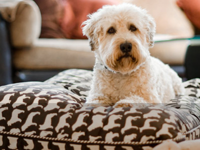 Hair Of The Dog image
