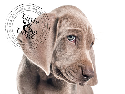 Athos in the studio: pet photograph