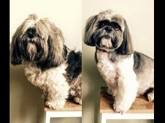 Holly&Lil The Groomers image