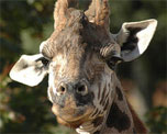 London Zoo image