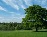 Weald Country Park image