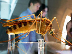 Natural History Museum Picture