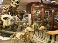 Grant Museum of Zoology image