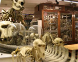 Grant Museum of Zoology image