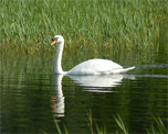 Waterworks Nature Reserve image